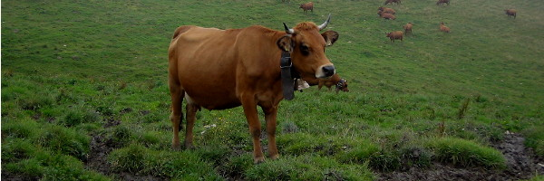 Ursuline la vache